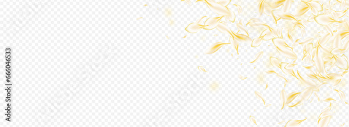 Light Petal Summer Vector Panoramic Transparent