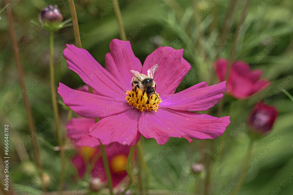 bee on flower bee on flower