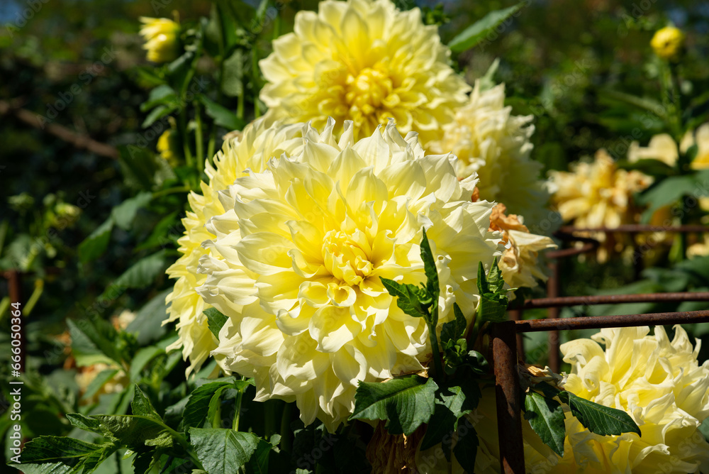 kelvin floodlight dahlia specimen kelvin floodlight dahlia specimen