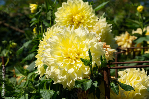 Slika na platnu kelvin floodlight dahlia specimen