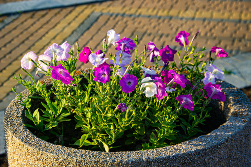 flowers in a garden