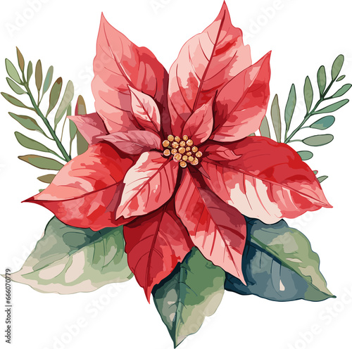 Festive Christmas Poinsettia Watercolor Illustration on Transparent Background