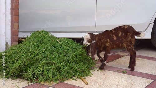 Kamori baby goat is eating freshly cut grass piled in a large pile. Close-up of a small brown goatling growing in an urban private house. photo