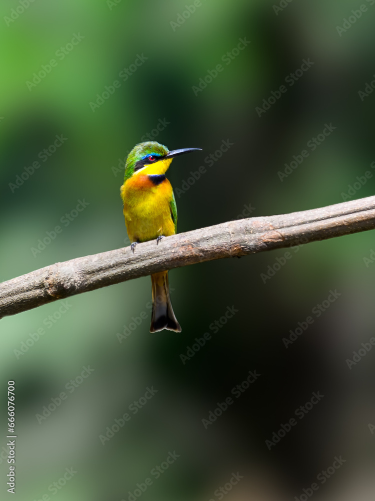 Little Bee-eater perched on tree branch against green background Little Bee-eater perched on tree branch against green background