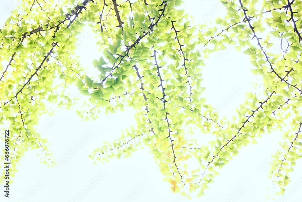 Fototapeta premium イチョウの葉