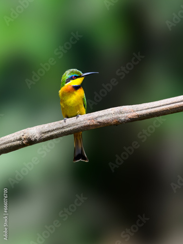 Little Bee-eater perched on tree branch against green background