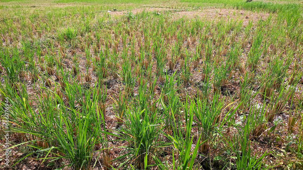 Rice plantation. Green rice paddy field. Organic rice farm in Asia. Rice growing agriculture. Green paddy field. Paddy-sown ricefield cultivation. Rice plantation. Green rice paddy field. Organic rice farm in Asia. Rice growing agriculture. Green paddy field. Paddy-sown ricefield cultivation.