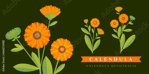Vector drawing of calendula. Isolated flower and leaves. Detailed botanical sketch of tea, organic cosmetics, medicine, aromatherapy