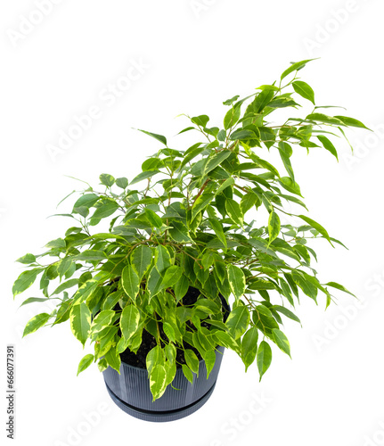 Houseplant ficus benjamina in a black pot, isolated on a white background