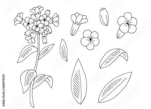 Lungwort flower graphic black white isolated sketch illustration vector