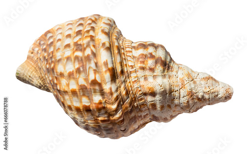 dried sea shell of charonia mollusk isolated on white background
