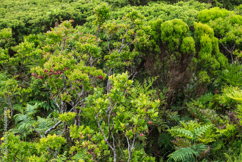 Wild plants on the island of Pico / Heathers, Erica azorica, and ferns on Pico Island, Azores, Portugal.