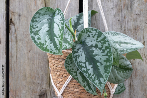 Satin Pothos (Scindapsus pictus trebie) stunning tropical plant