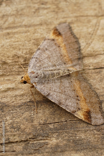 Closeup on a Tawny-barred Angle geometer moth, Macaria liturata, with spread wings photo
