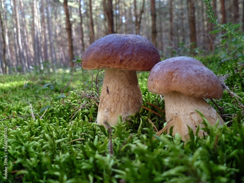 two boletus mushrooms on the mossy forest floor 