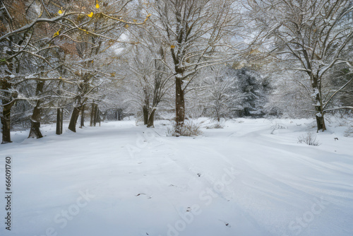 snow covered trees in the park © MobbyStock