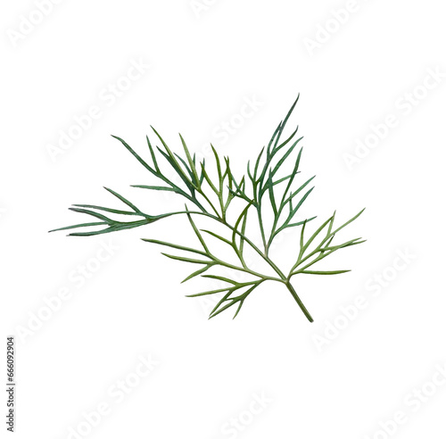 Dill branch on a white background. Isolate