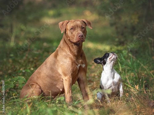 Sweet puppy and cute dog are sitting on green grass on a summer sunny day. Close-up, outdoor. Day light. Concept of care, education, training and raising pets