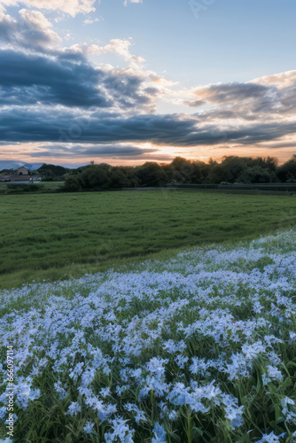 landscape with flower field and sky