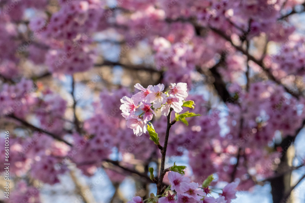 pink cherry blossom pink cherry blossom