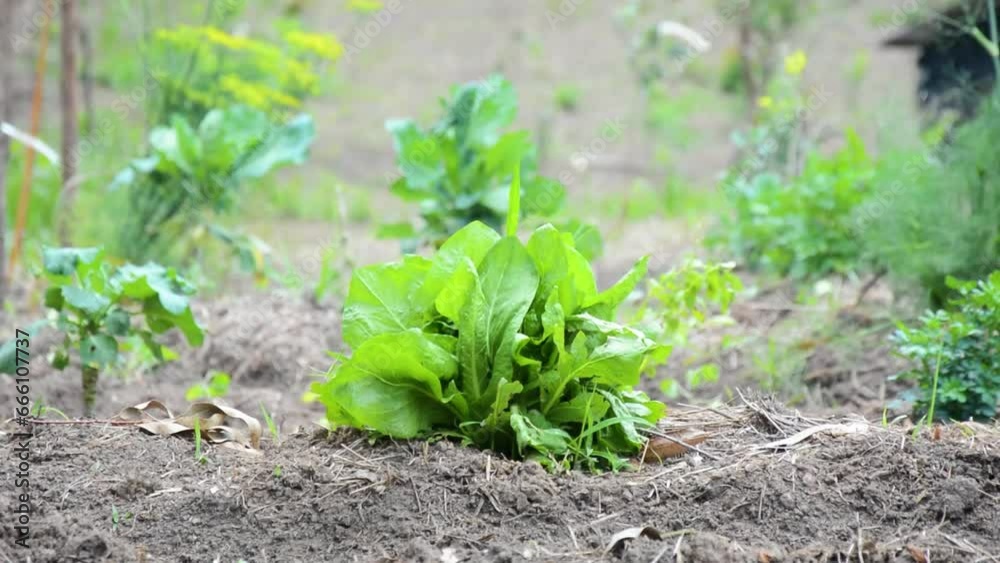Uma pequena plantação de alface e vegetais, destacando a agricultura familiar e a sustentabilidade. Uma pequena plantação de alface e vegetais, destacando a agricultura familiar e a sustentabilidade.