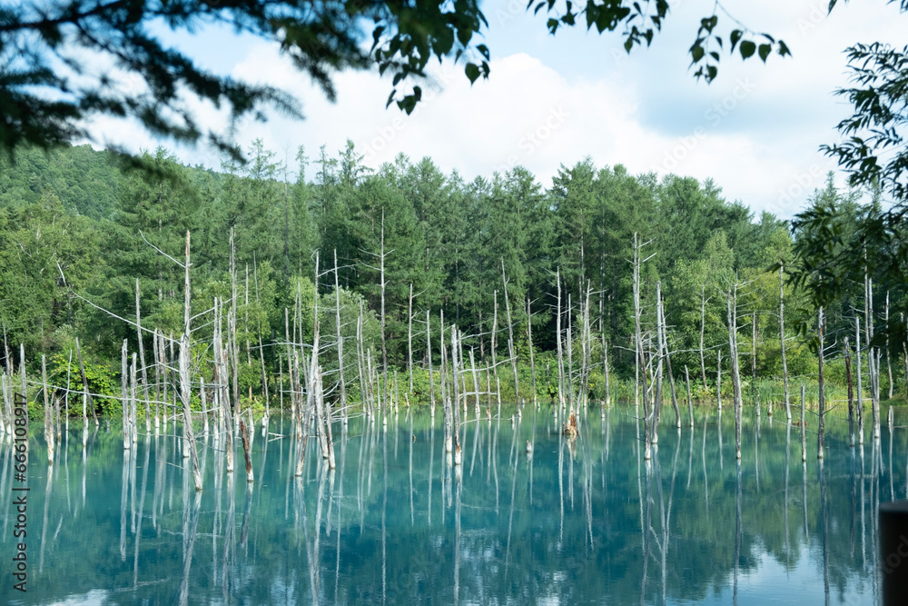 lake in forest