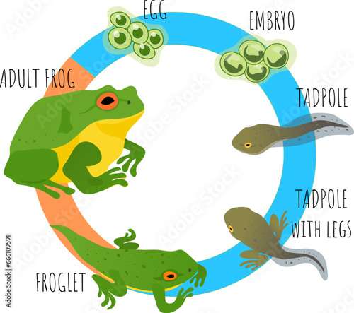 Green frog life cycle educational diagram 