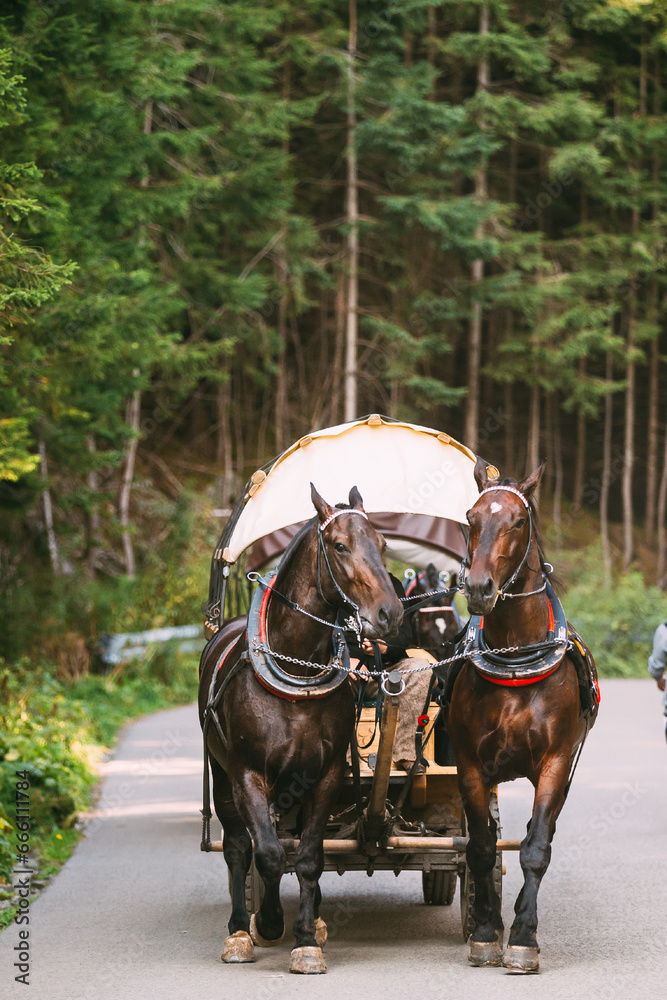 Tatra National Park, Poland. Man In National Traditional Polish Folk Ethnic Costumes Ride A Cart Harnessed By A Pair Of Horses Along A Mountain Road.