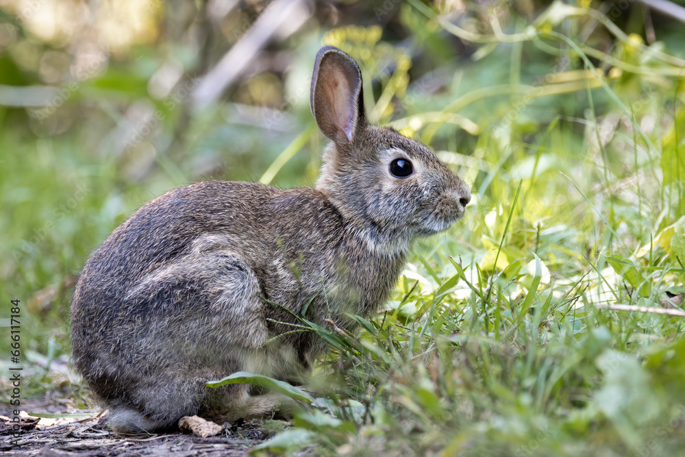 Fototapeta premium Profile view of a wild rabbit cautiously grazing among the grass