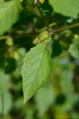 Tomatillo leaf