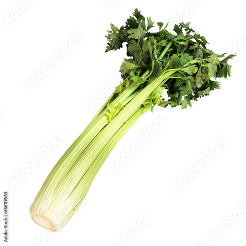 Céleri en branches - Green celery / fond transparent
