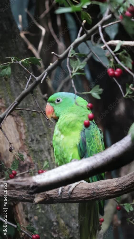 blue-naped parrot Tanygnathus lucionensis siting on a branch blue-naped parrot Tanygnathus lucionensis siting on a branch