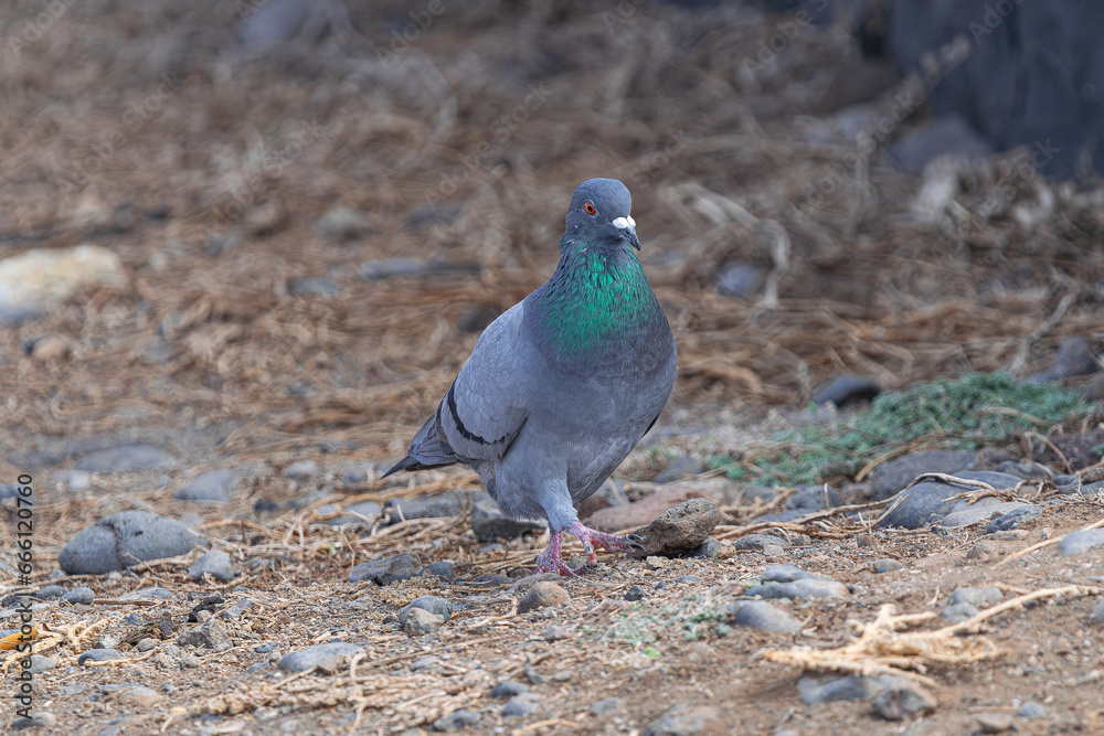 common pigeon, (Columba livia canariensis), walking on the ground, Tenerife, Canary islands common pigeon, (Columba livia canariensis), walking on the ground, Tenerife, Canary islands