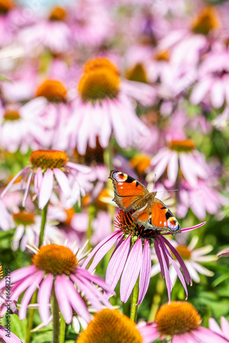 Echinacea purpurea Feld in Vollblüte