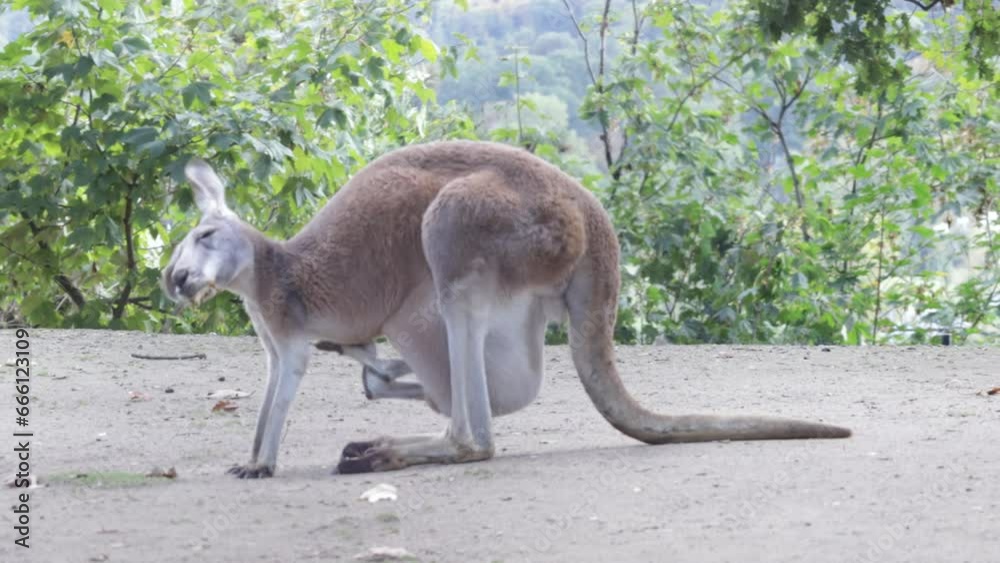 Mother Kangaroo with baby in the pouch eating leaves Mother Kangaroo with baby in the pouch eating leaves