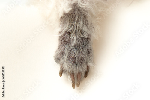 Photography Front view of feet of poodle dogs with fungal diseases on the legs and feet on white background