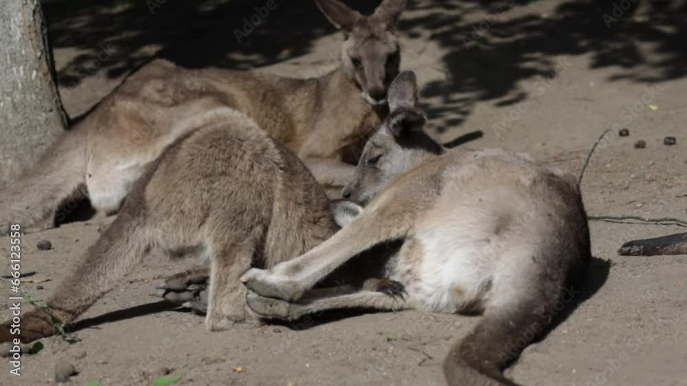 baby kangaroo drinking milk from his mother baby kangaroo drinking milk from his mother