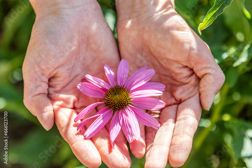 Echinacea purpurea Blüte liegt in einer Handfläche