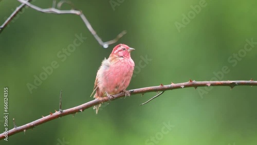 Pink-browed Rosefinch / Uttarakhand / India photo
