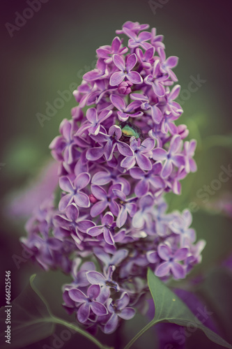Bright lilac flowers and inflorescences, among which a metallic green beetle lurks. A metallic green (bronze) beetle hides among the lilac flowers.