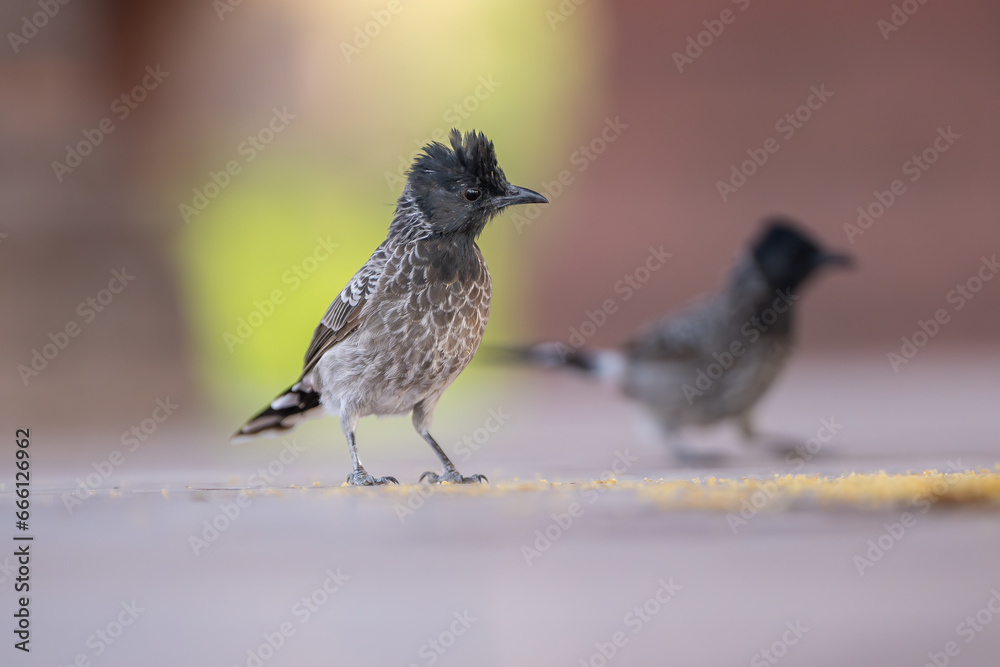 Obraz premium Red-vented bulbul - Pycnonotus cafer while eating grains on ground. Photo from Ranthambore Fort in Rajasthan, India. 