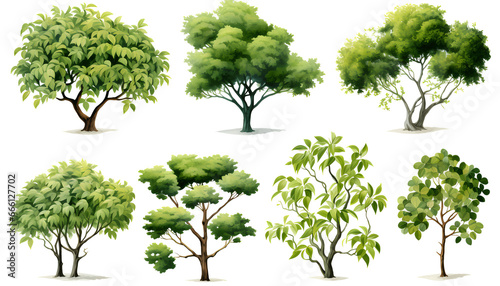 Beautiful Chinese trees and leaf elements  set of various types of Chinese Scholar Tree  Chinese Money Tree  Oriental Tree  isolated on white background 