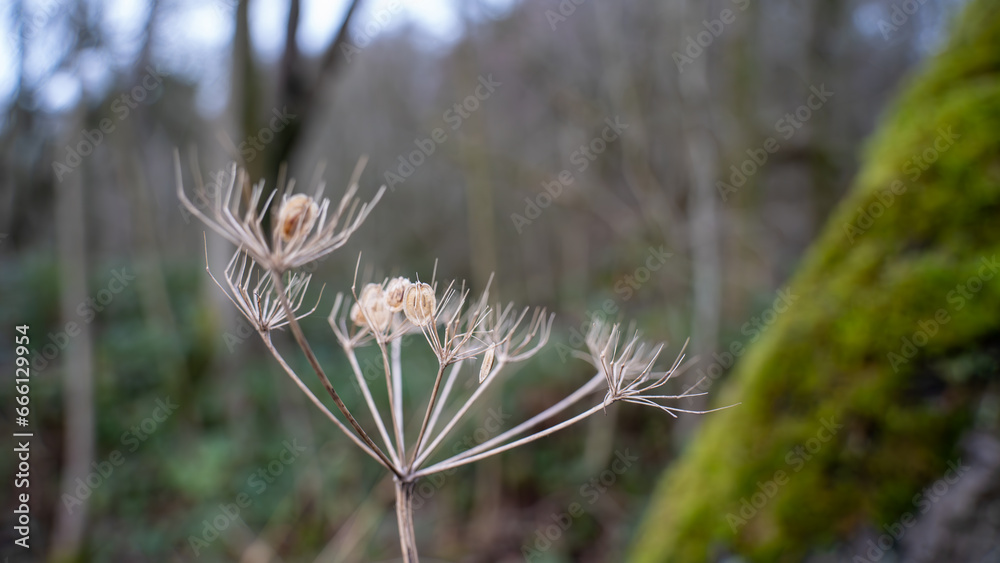 Dried seed head of Cow Parsley plantain. dry grass in the forest Dried seed head of Cow Parsley plantain. dry grass in the forest