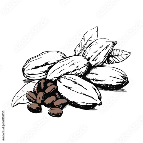 vector black cacao beans on a white background