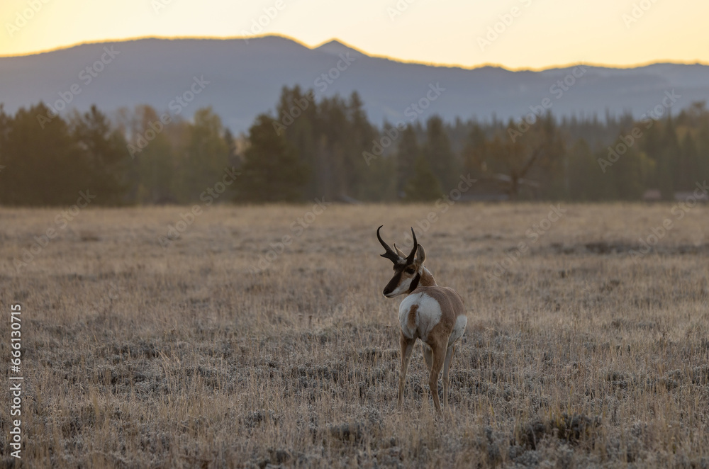 Pronghorn Buck in Autumn in Wyoming