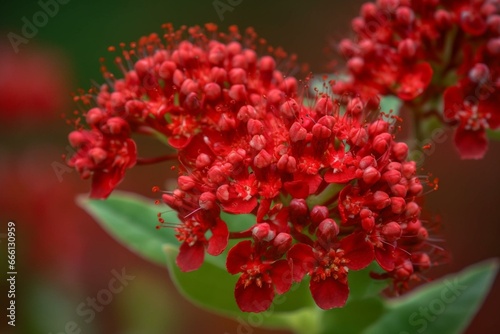 red flower cluster. Generative AI