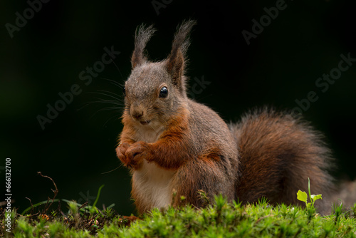 Eurasian red squirrel  Sciurus vulgaris  searching for food in the forest in the Netherlands.                                                                                                        