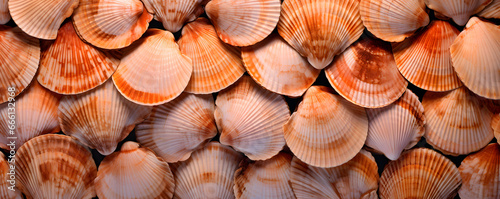 close up of fresh scallops photo
