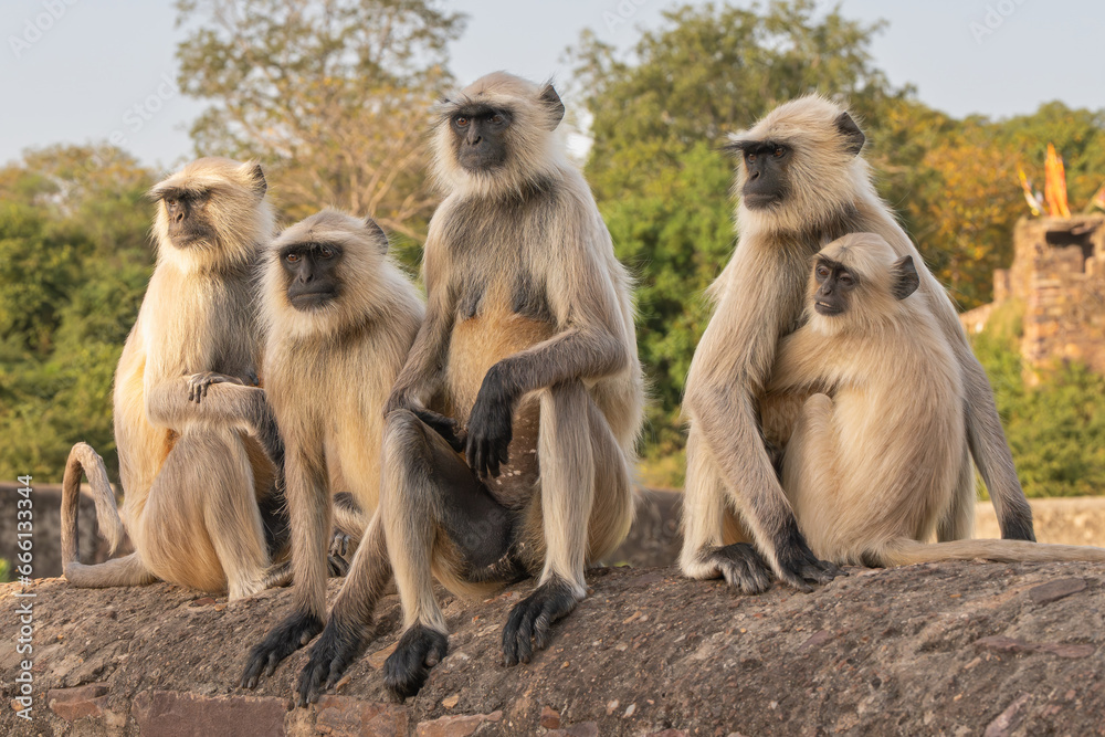 Herd of northern plains gray langurs, sacred langurs, Bengal sacred langurs, Hanuman langurs - Semnopithecus entellus sitting on wall. Photo from Ranthambore Fort in Rajasthan, India