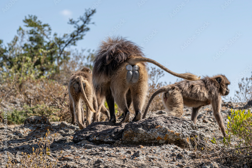 Gelada Baboon - Theropithecus Gelada, Simien Mountains in Ethiopia Gelada Baboon - Theropithecus Gelada, Simien Mountains in Ethiopia